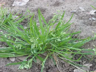 Winter Grass — photo 1