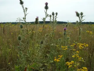 Thistles — photo 2