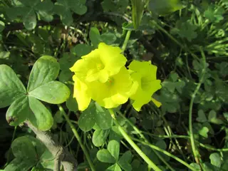 Soursob — photo 1