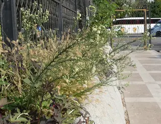 Fleabane — photo 3