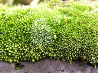 Moss — photo 3