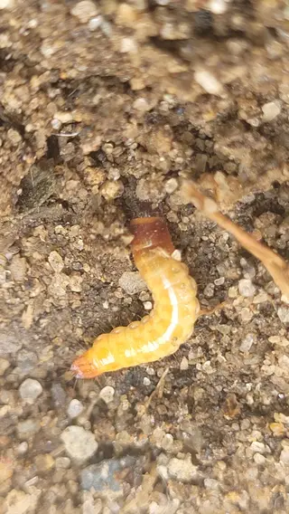 Wireworm — photo 3