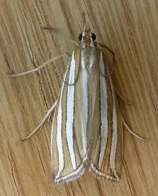 Webworm