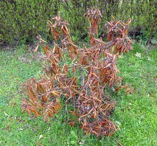 Phytophthora — photo 2