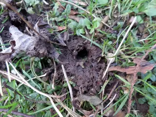 Earthworm — photo 1
