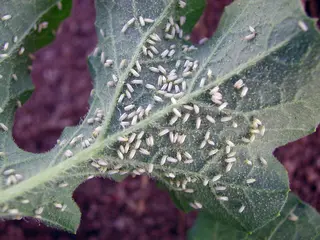 Whiteflies — photo 1