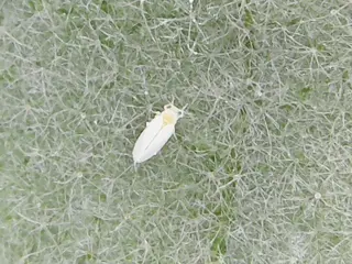 Whiteflies — photo 2
