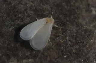 Whiteflies — photo 3