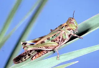 Grasshoppers — photo 2