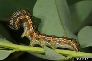 Caterpillars — photo 1