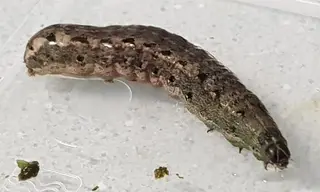 Caterpillars — photo 2