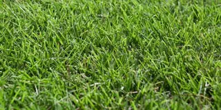 Couch grass
