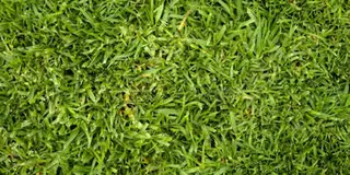Kikuyu grass
