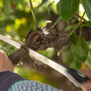 Silky Sugoi Curved Pruning Saw