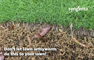 Acelepryn GR Granular Lawn Insecticide | 6-Month Grub Protection