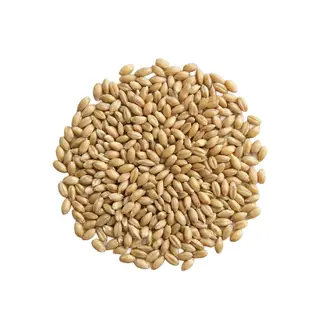 Japanese Millet Grass Seed