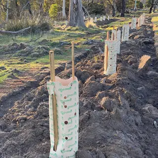 green-POD Paper Tree Guards