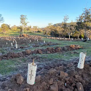 green-POD Paper Tree Guards