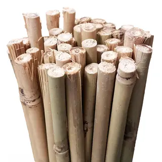 Bamboo Stakes 60cm
