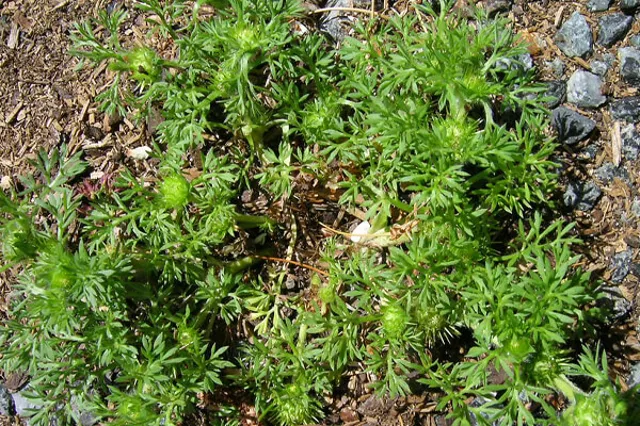 Bindii identification