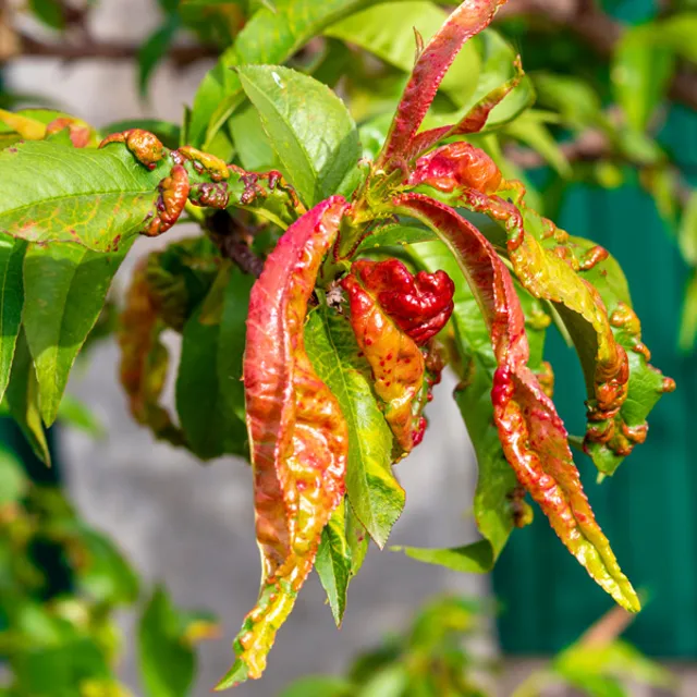 Peach Tree Leaf Curl