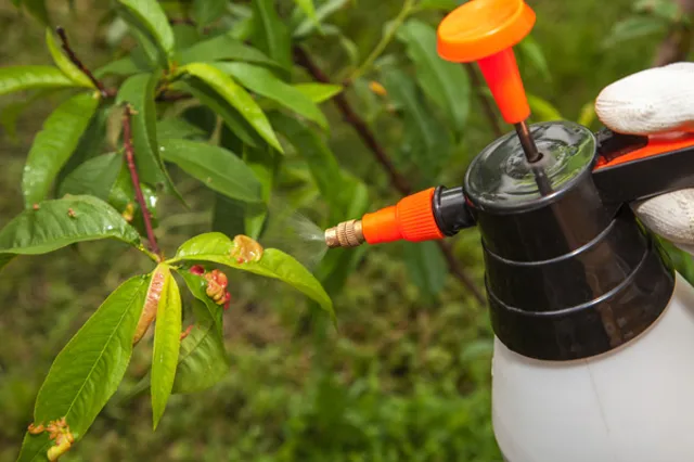 Spraying Leaf Curl
