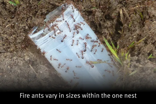 Imported Red Fire Ant Identification
