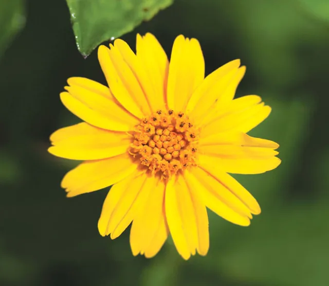 Singapore Daisy Identification