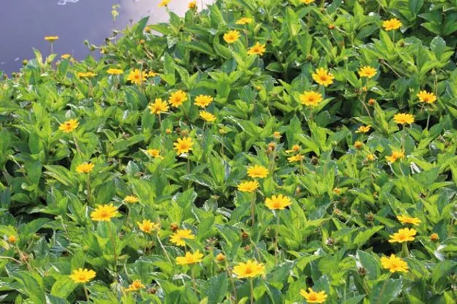 Singapore Daisy Identification