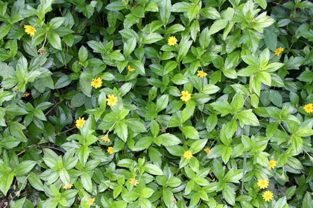 Singapore Daisy