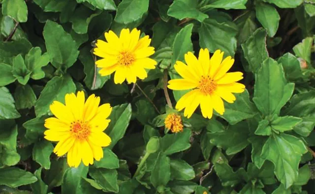 Singapore Daisy Identification