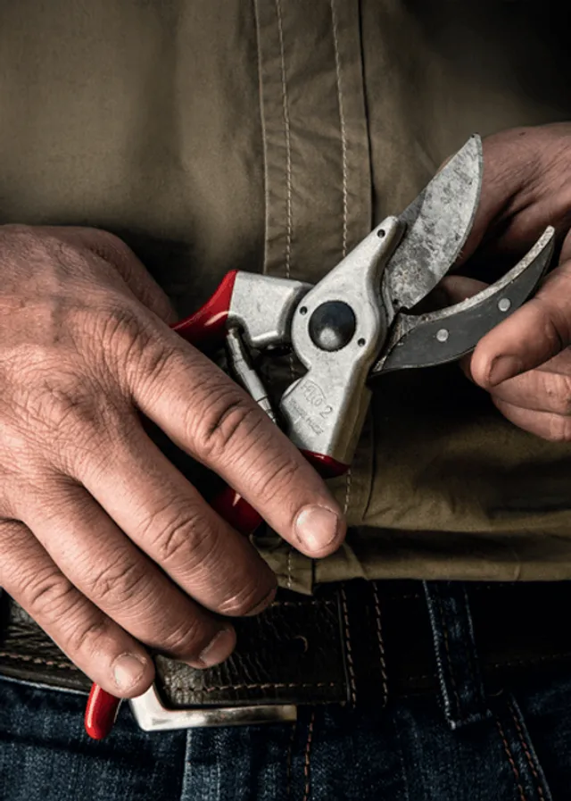 Pruning Your Garden Techniques