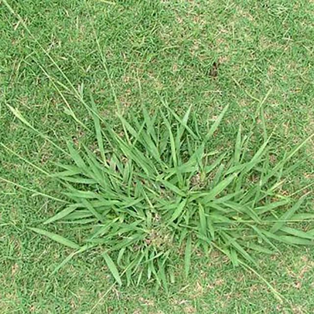 Paspalum Grass