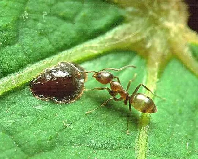 Ants