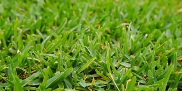 Buffalo grass