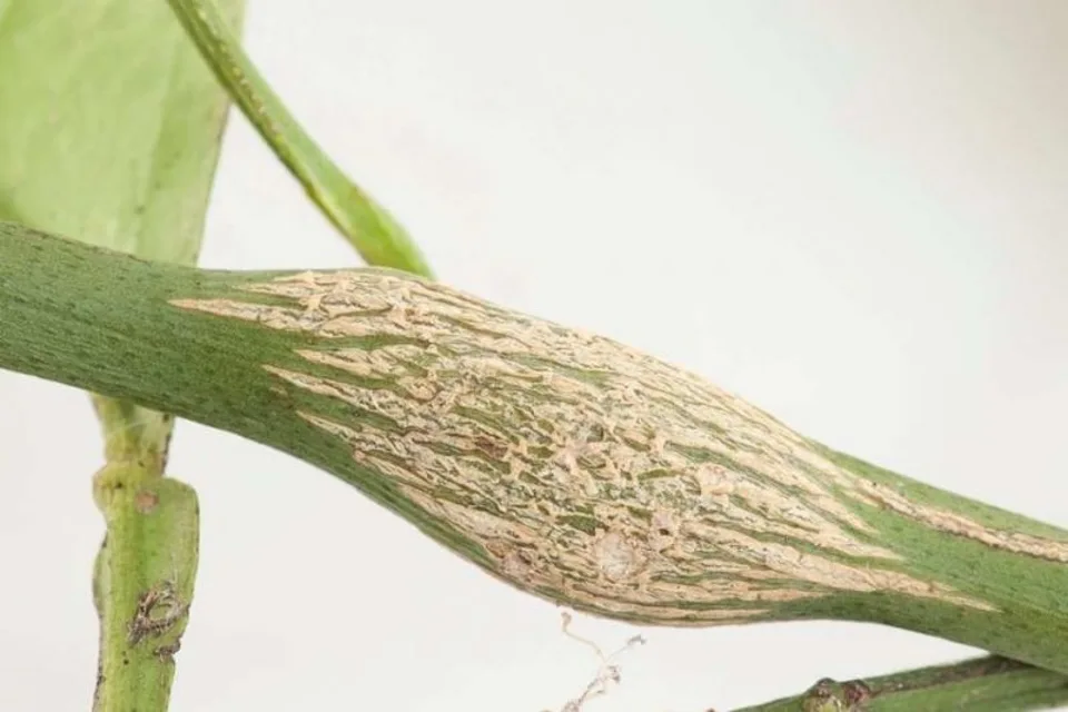 Citrus Gall Wasp Identification