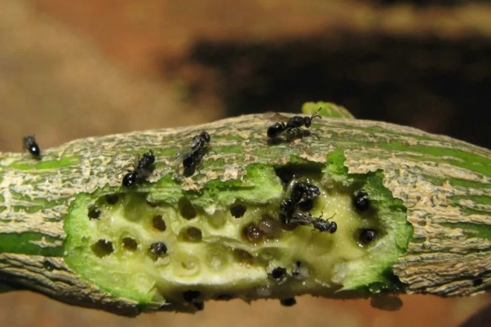Citrus Gall Wasp Identification