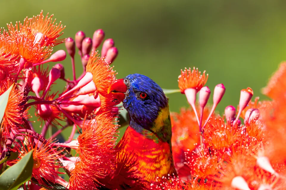 rainbow lorikeet