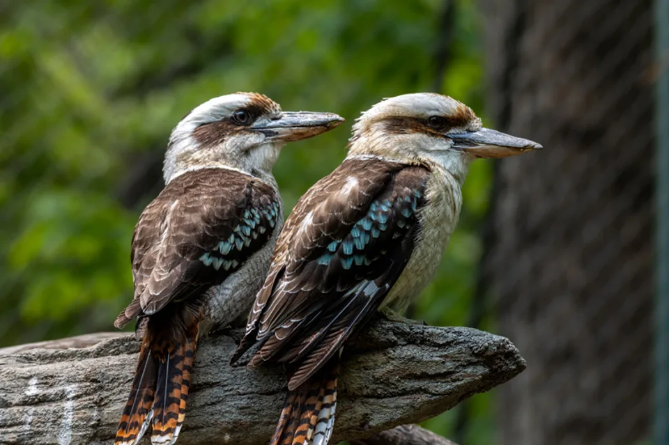 kookaburra australian kingfisher