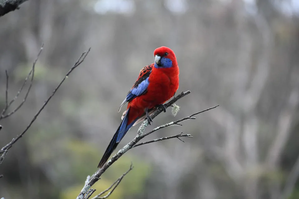 crimson rosella