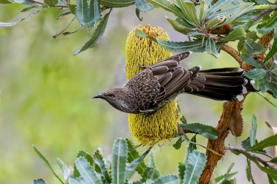 wattlebird