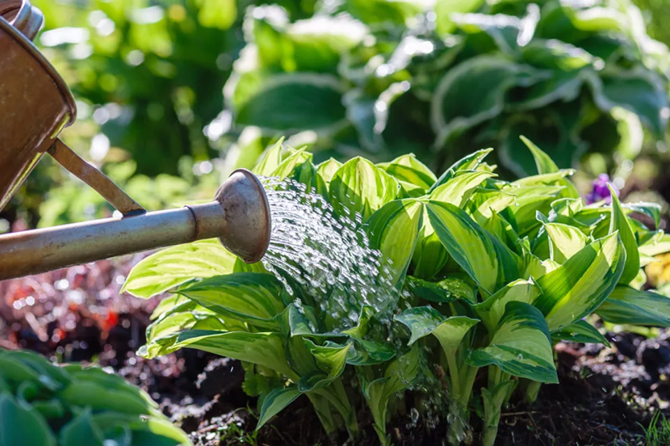 Hand Watering Small Plants