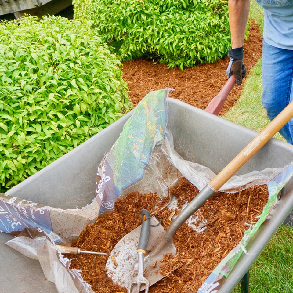 Mulching a garden with wood chips
