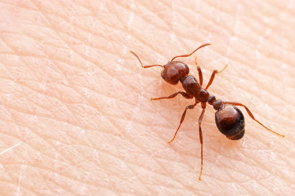 Imported Red Fire Ant Identification