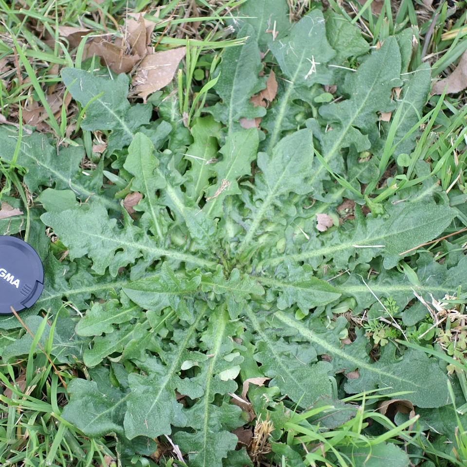 Cat's Ear