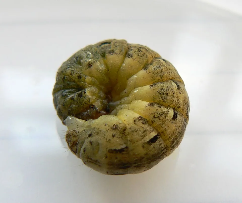 Cutworms