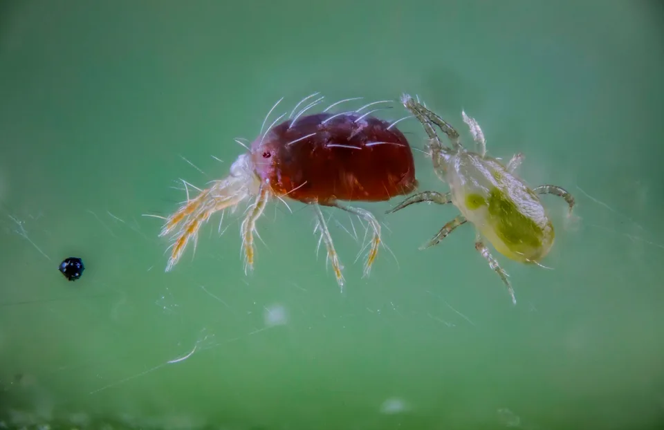 Mites