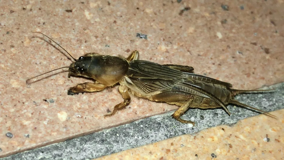 Mole Cricket