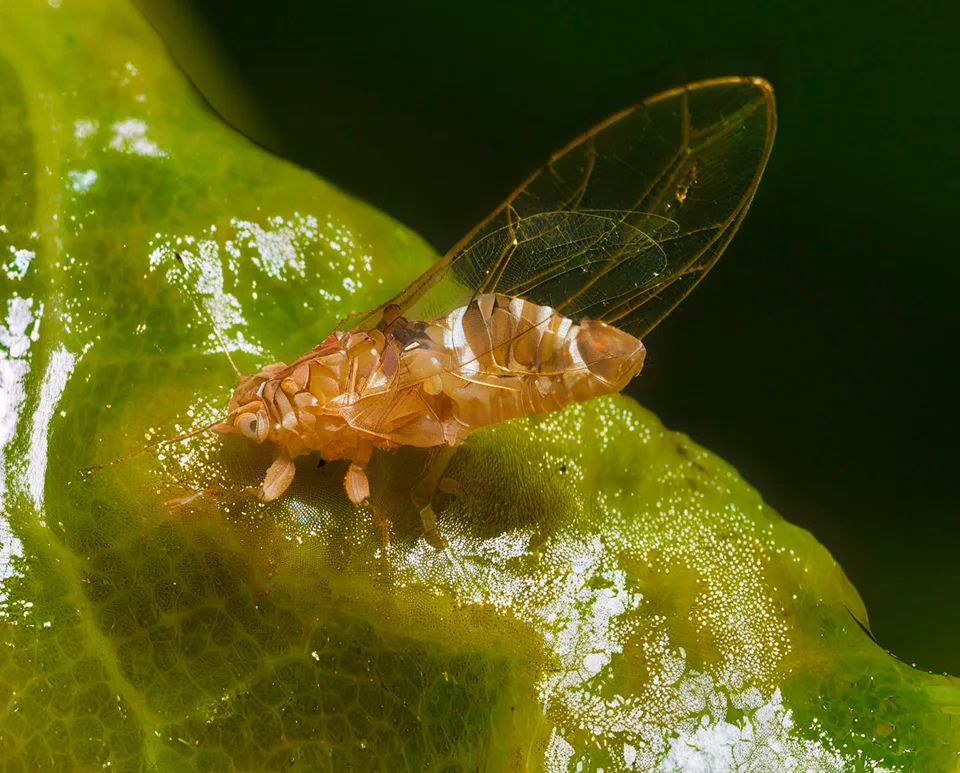 Psyllids