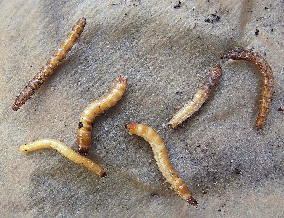 Wireworm